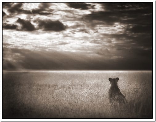 дикое животное в ландшафте Восточной Африки