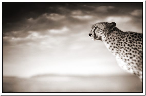 стадо слонов на открытой равнине