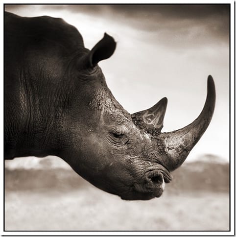 портрет африканского животного крупным планом