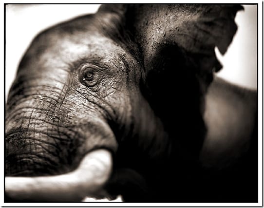 слоны в пейзаже Восточной Африки