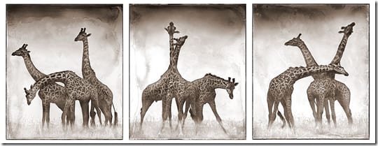 панорамный вид африканской саванны