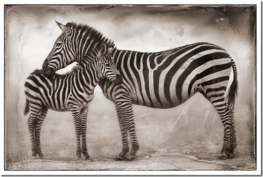 животные на фоне саванны Восточной Африки