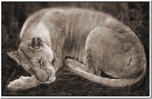 африканский пейзаж с дикими животными