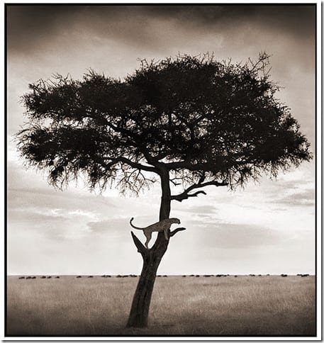 портрет дикого животного в африканской природе