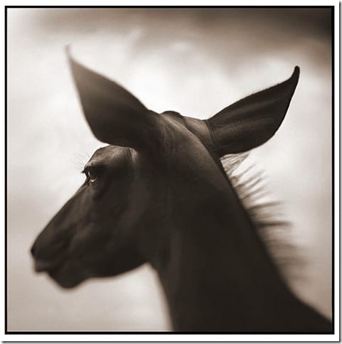 портрет обезьяны крупным планом