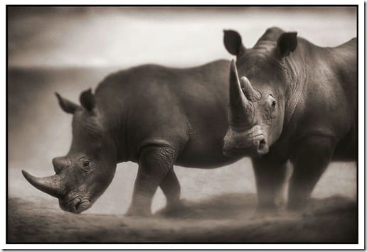 стадо животных в саванне