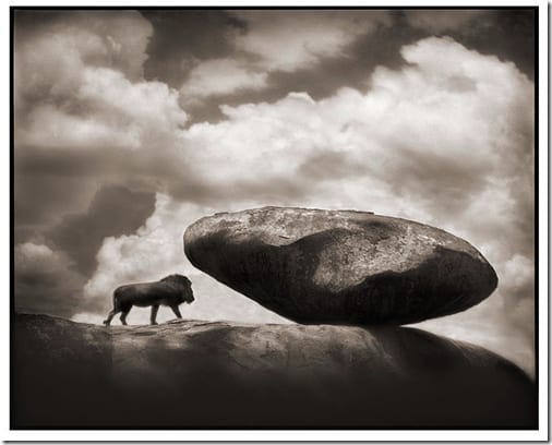 жираф на фоне африканского горизонта