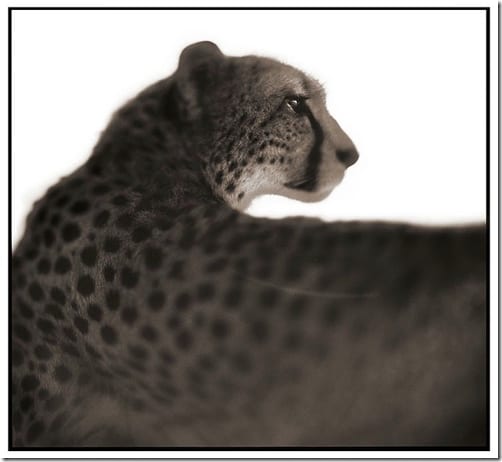 слоны на фоне открытой равнины