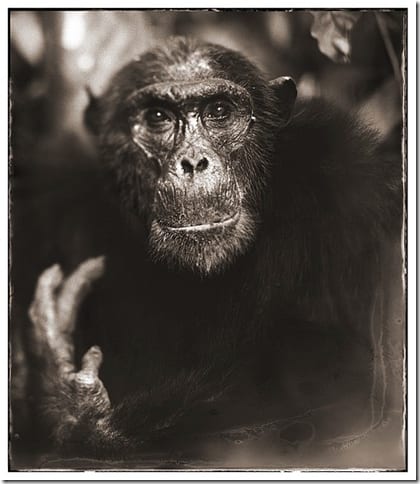 гепард в саванне Восточной Африки