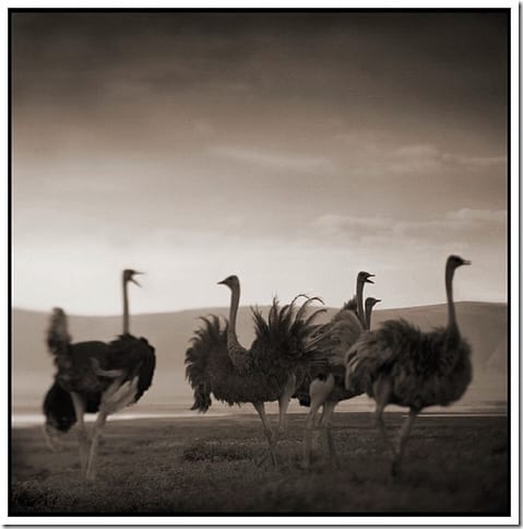 портрет льва крупным планом