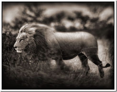 львы в природной среде Восточной Африки