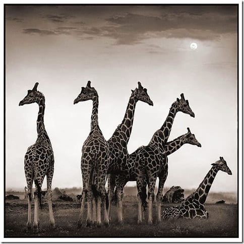 портрет слона крупным планом