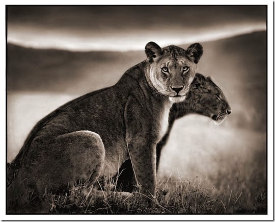 слон среди африканского пейзажа