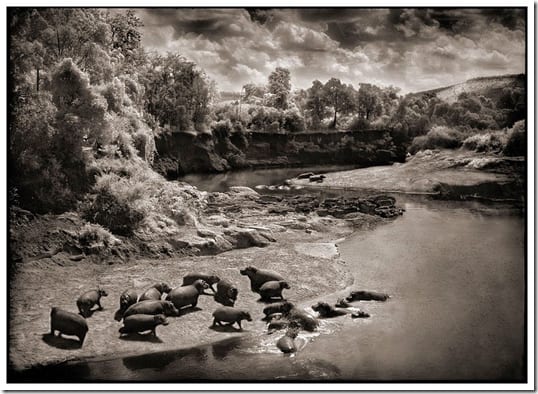 стадо животных на просторах саванны