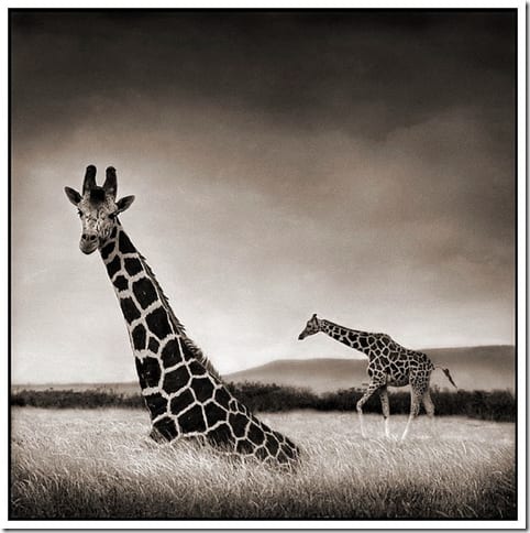 портрет африканского животного