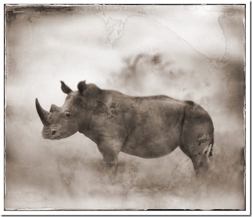 жирафы в африканской саванне