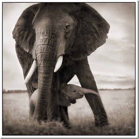 портрет дикого животного Восточной Африки