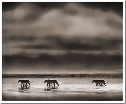 обезьяна в природной среде Африки