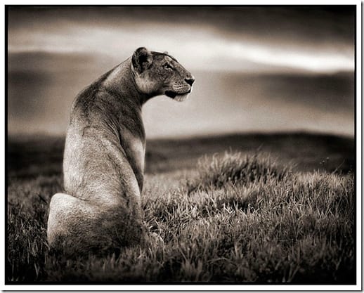 носорог на равнине Восточной Африки