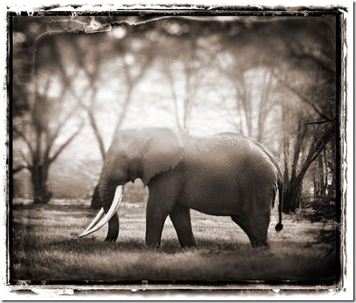 слон в открытом ландшафте Восточной Африки