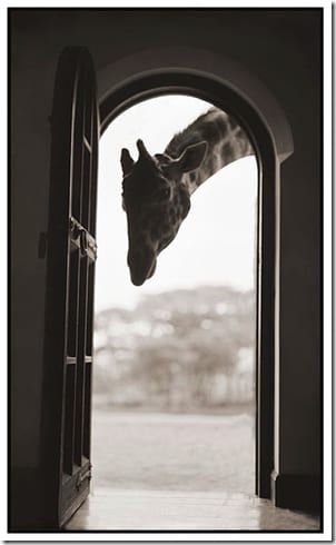 животное на фоне африканского пейзажа