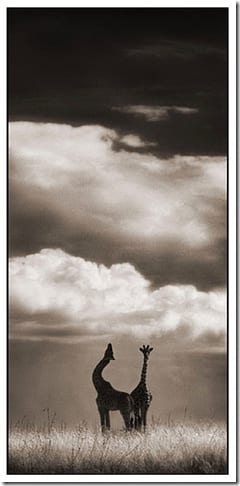 животное в саванне Восточной Африки