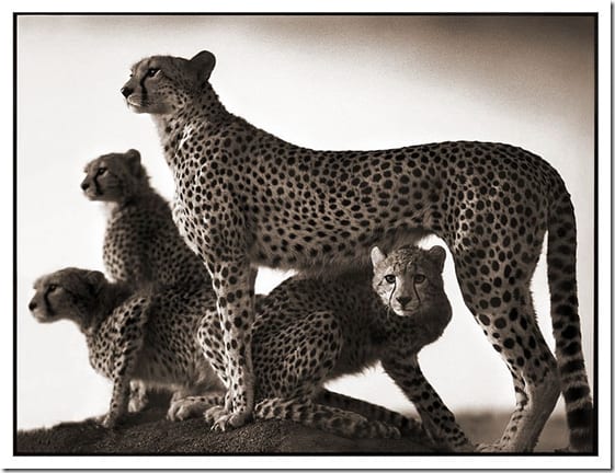 фото ника брандта