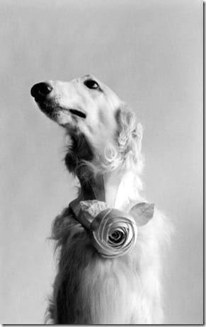 повседневный сюжет в уличной фотографии