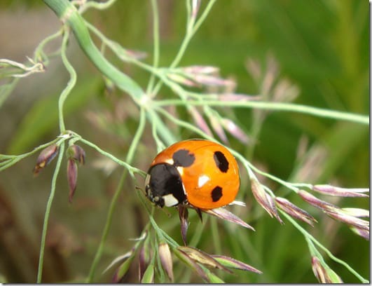 бабочка крупным планом на растении