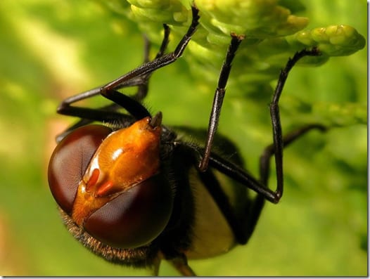 насекомое на цветке крупным планом