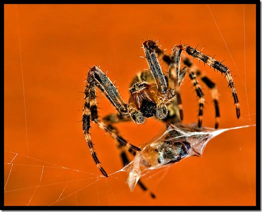 бабочка с раскрытыми крыльями