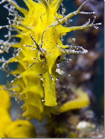 насекомое на стебле растения