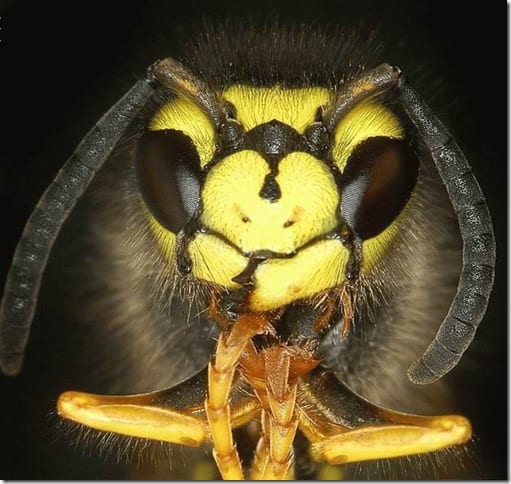 яркое насекомое крупным планом