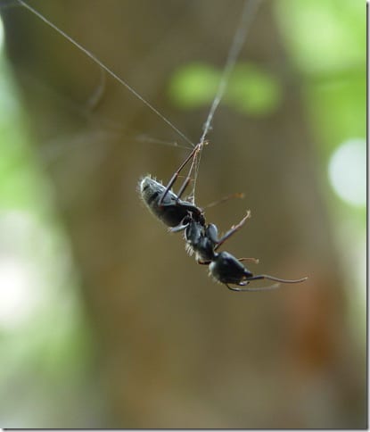 крылатое насекомое на растении