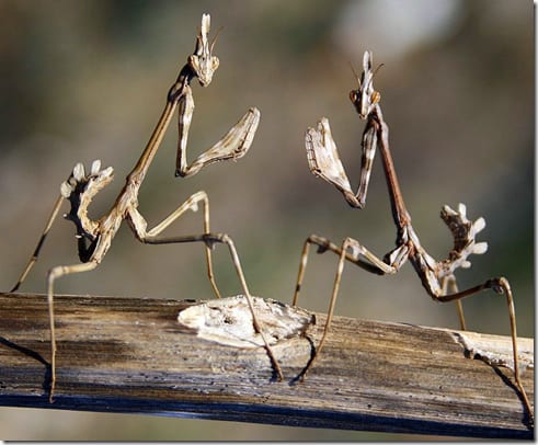 насекомое на лепестках цветка