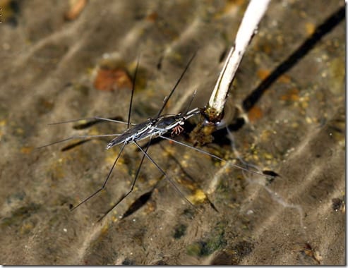 макрофотография насекомого на растении