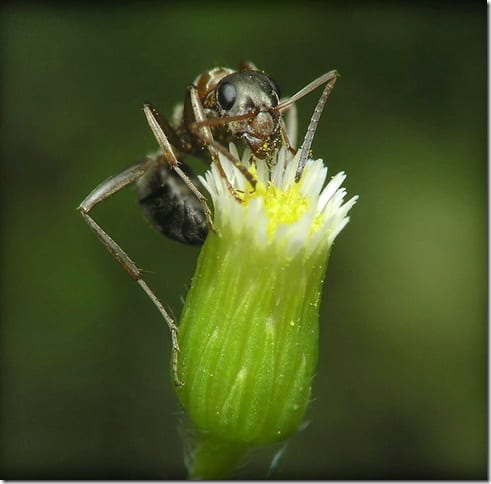 насекомое с яркой окраской крупным планом