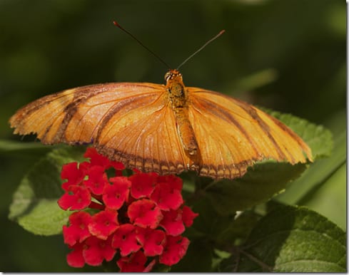 насекомое на ветке вблизи