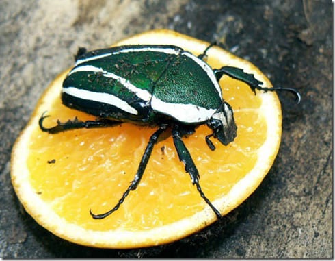 бабочка или мотылек на растении