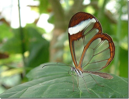 насекомое среди зелени крупным планом