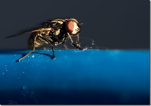 небольшое насекомое на листе