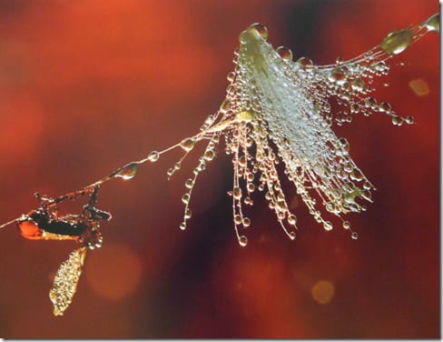 крылатое насекомое в природной среде