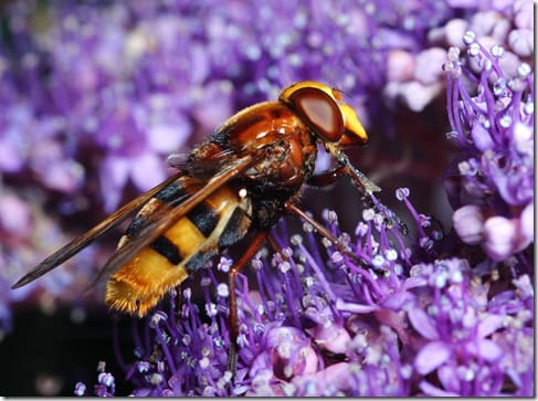 макроснимок насекомого на поверхности растения
