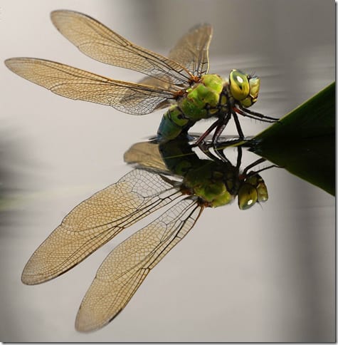 насекомое на цветке в макросъемке