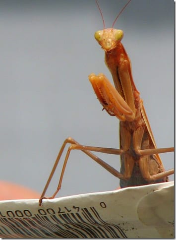 вытянутое насекомое на растении