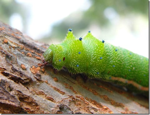 насекомое с тонкими крыльями крупным планом