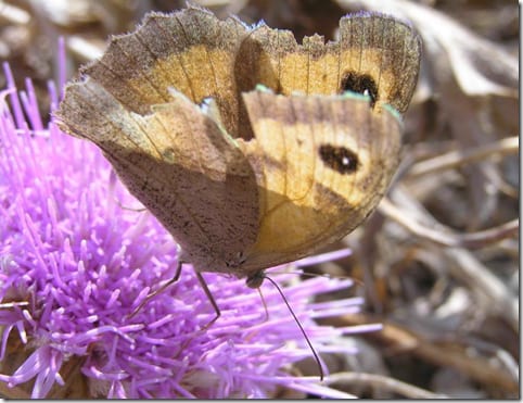 насекомое на зеленом фоне