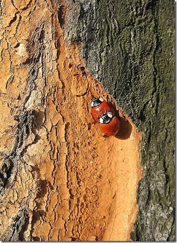 насекомое на стебле крупным планом