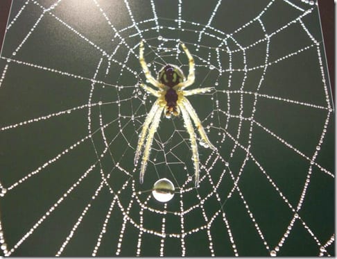 макрофотография насекомого в природной среде