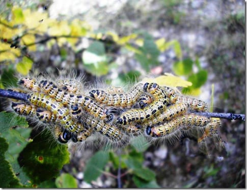 насекомое на растении крупным планом